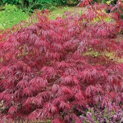 Acer Palmatum Var. Dissectum 'Rubrum' -Van Meuwen ACER V11237 C h