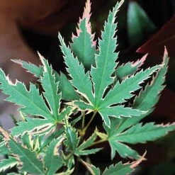 Acer Palmatum 'Butterfly'