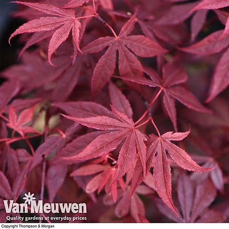 Acer Palmatum 'Atropurpureum' 2 Acer Palmatum 'Atropurpureum' - Image 2