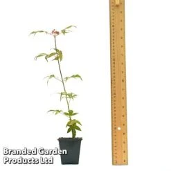 Acer Palmatum 'Atropurpureum' 9 Acer Palmatum 'Atropurpureum' -Van Meuwen ACER ATROPU7CM T44907 A