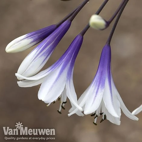 Agapanthus 'Fireworks' 3 Agapanthus 'Fireworks' - Image 3