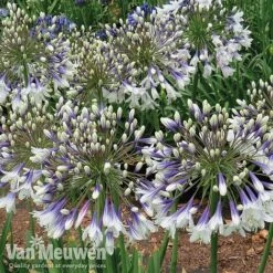 Agapanthus 'Fireworks' 13 Agapanthus 'Fireworks' -Van Meuwen AGA FIRE C