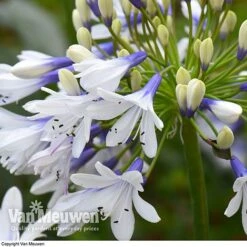 Agapanthus 'Twister' -Van Meuwen AGAP V63766 D