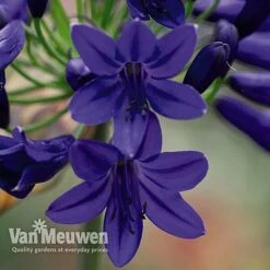 Agapanthus 'Flower Of Love' -Van Meuwen AGAP V72561 B