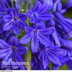 Agapanthus 'Flower Of Love'