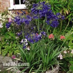 Agapanthus 'Flower Of Love' -Van Meuwen AGAP V72561 D