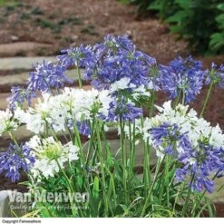 Agapanthus 'Ever Sapphire' -Van Meuwen AGAP VKA3940 B