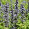 Ajuga Reptans 'Catlins Giant'