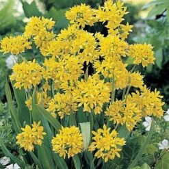 Bumper Spring Bulb Collection 11 Bumper Spring Bulb Collection -Van Meuwen ALLI T11408 A h