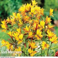 Alstroemeria 'Sweet Laura'