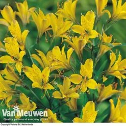 Alstroemeria 'Sweet Laura' -Van Meuwen ALST 61567 B