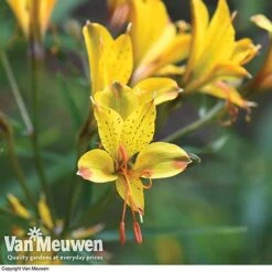 Alstroemeria 'Sweet Laura' -Van Meuwen ALST 61567 C
