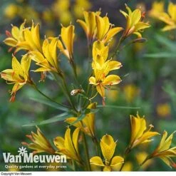 Alstroemeria 'Sweet Laura' -Van Meuwen ALST 61567 D