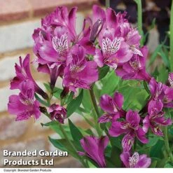 Alstroemeria 'Butterfly Hybrids' -Van Meuwen ALST BUTTERHYB T19348