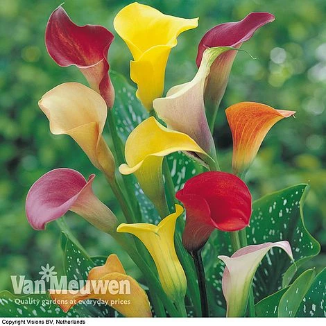 Calla Lily 'Spectrum Mix' 1 Calla Lily 'Spectrum Mix'