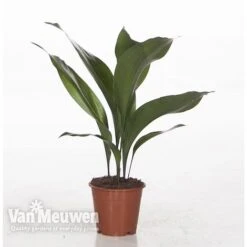 Aspidistra Elatior (House Plant) 7 Aspidistra Elatior (House Plant) -Van Meuwen ASPI VKA2850 A