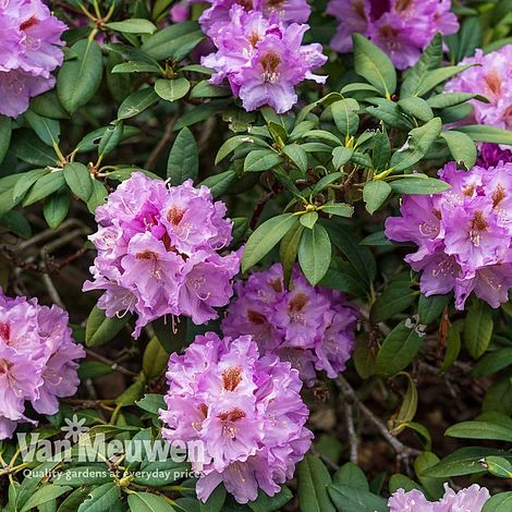 Azalea 'Dwarf Lilac' 2 Azalea 'Dwarf Lilac' - Image 2