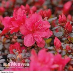 Azalea 'Dwarf Collection' -Van Meuwen AZAL V53136 B