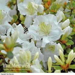 Azalea 'Dwarf Collection' -Van Meuwen AZAL V53136 C