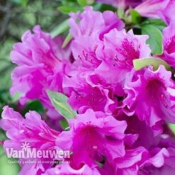 Azalea 'Dwarf Collection' -Van Meuwen AZAL V53136 D