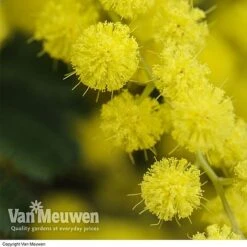Acacia Dealbata -Van Meuwen Acacia dealbata Mimosa 2