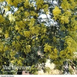 Acacia Dealbata -Van Meuwen Acacia dealbata Mimosa