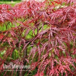 Acer Palmatum Var. Dissectum 'Rubrum' -Van Meuwen Acer dissectum rubrum