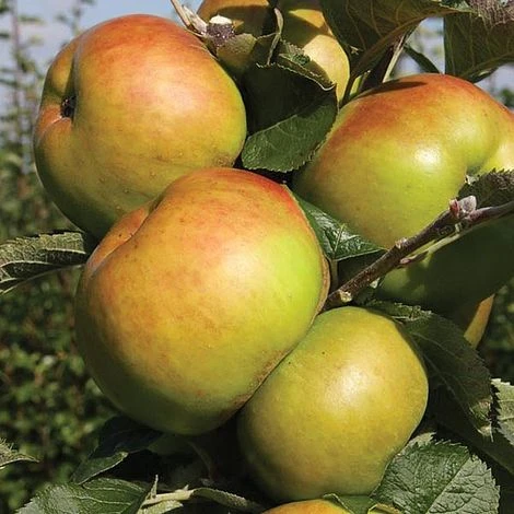 Apple Bramleys Seedling 2 Apple Bramleys Seedling - Image 2