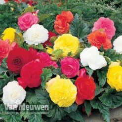Begonia 'Double Flowered Mixed' -Van Meuwen BEGO 12544 A