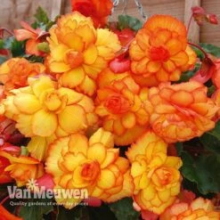 Begonia 'Cascading Fireball' -Van Meuwen BEGO 69301 C