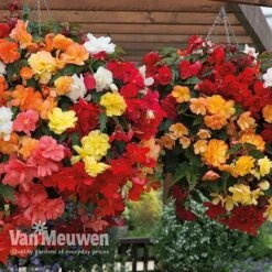 Begonia 'Illumination Mixed' -Van Meuwen BEGO P86758 B