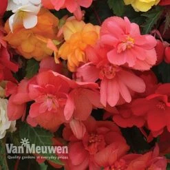 Begonia 'Illumination Mixed' -Van Meuwen BEGO P86758 C