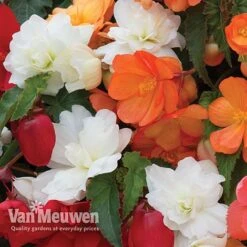 Begonia 'Illumination Mixed' -Van Meuwen BEGO P86758 E
