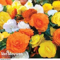 Begonia 'Nonstop Citrus Mix' 10 Begonia 'Nonstop Citrus Mix' -Van Meuwen BEGO V48976 A