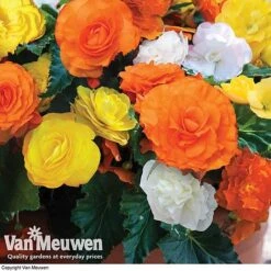 Begonia 'Nonstop Citrus Mix' 9 Begonia 'Nonstop Citrus Mix' -Van Meuwen BEGO V48976 B