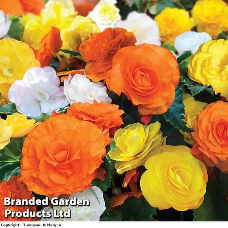 Begonia 'Nonstop Citrus Mix' 1 Begonia 'Nonstop Citrus Mix'