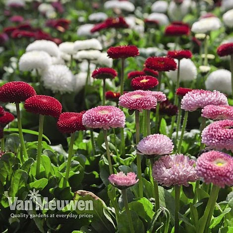 Bellis Perennis 'Bellissima Mixed' 1 Bellis Perennis 'Bellissima Mixed'