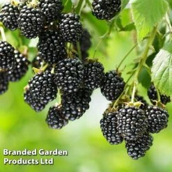 Blackberry 'Black Cascade' -Van Meuwen BLAC BLACKCASC L38071