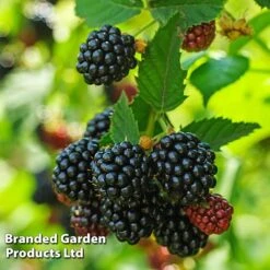 Blackberry 'Black Cascade' -Van Meuwen BLAC BLACKCASC L38072
