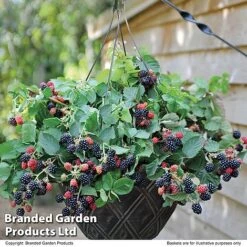 Blackberry 'Black Cascade' -Van Meuwen BLAC BLACKCASC T11897