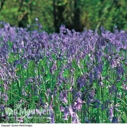 English Bluebells -Van Meuwen BLUE 26750 D