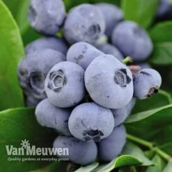 Blueberry 'Full Season Collection' -Van Meuwen BLUE V45268P C