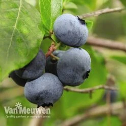 Blueberry 'Full Season Collection' -Van Meuwen BLUE V45268P D