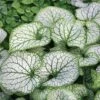 Brunnera Macrophylla 'Jack Frost'