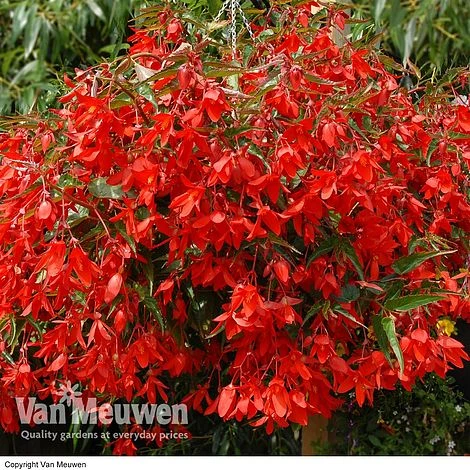 Begonia 'Inferno' 1 Begonia 'Inferno'