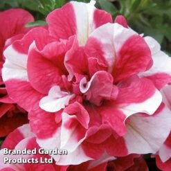 New Products -Van Meuwen BrandedGP Copyright Image cherry1