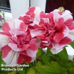 Petunia 'Cherry Ripple' (Tumbelina Series) -Van Meuwen BrandedGP Copyright Image cherry3