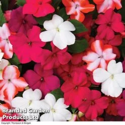Nurseryman’s Choice Summer Favourites -Van Meuwen BrandedGP Copyright Image red impa
