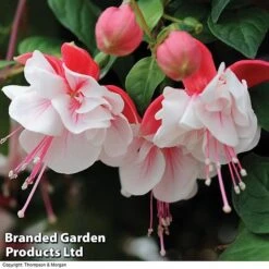 Fuchsia 'Swingtime' -Van Meuwen BrandedGP Copyright Image swingtime3