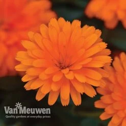 Calendula 'Power Daisy' Collection -Van Meuwen CALE VKA1013 C